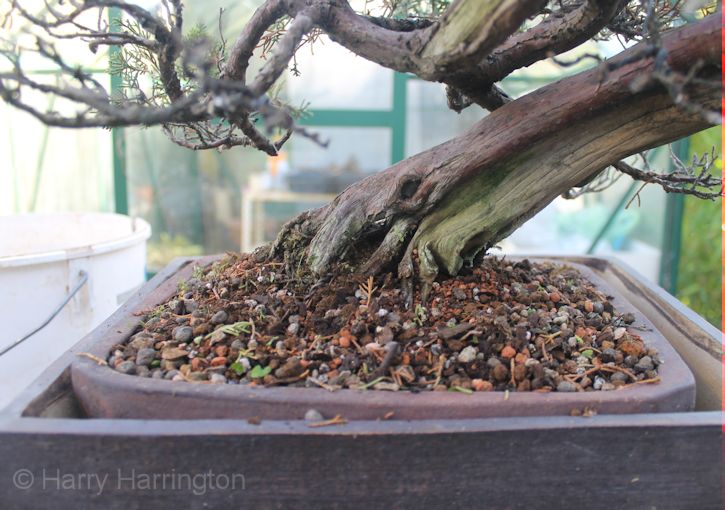 A Dying Juniper Bonsai